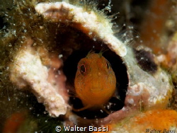 "In my house"
 by Walter Bassi 